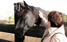 14.Stadtspaziergang (Bild: Schönes Pferd)