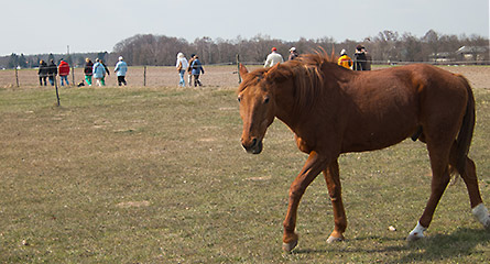 Osterspaziergang 2013 (Bld: Pferde)