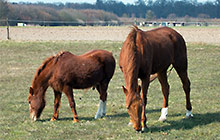 Osterspaziergang 2013 (Bld: Pferde)