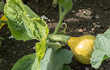 Ausflug nach Andernach (Bild: Produkt der grünen Stadt)
